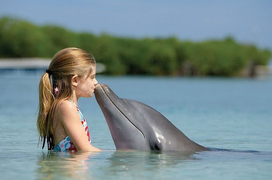 Ученые обнаружили любопытное сходство между людьми и дельфинами