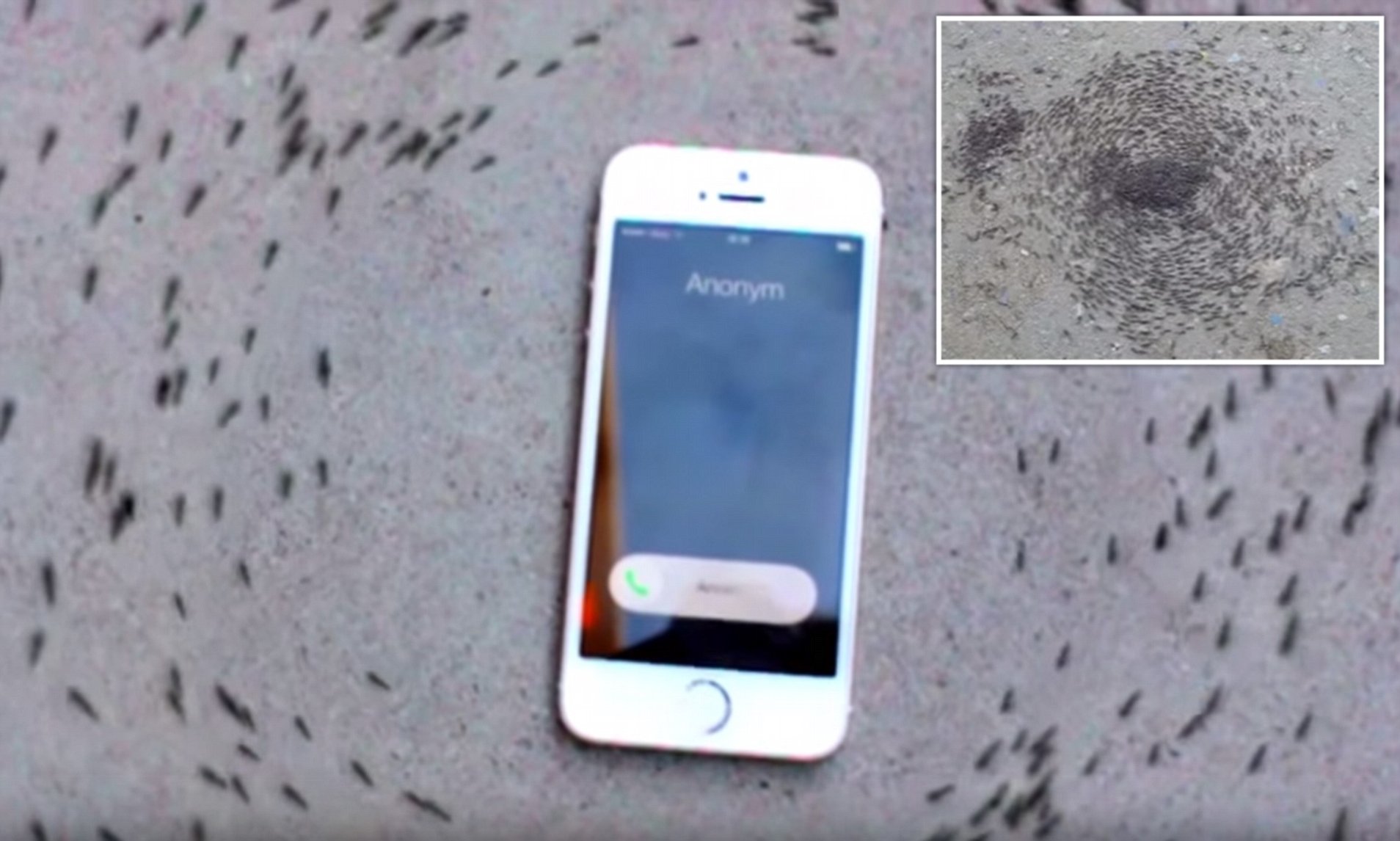 Почему муравьи ходят кругами вокруг принимающего вызов iPhone (видео)